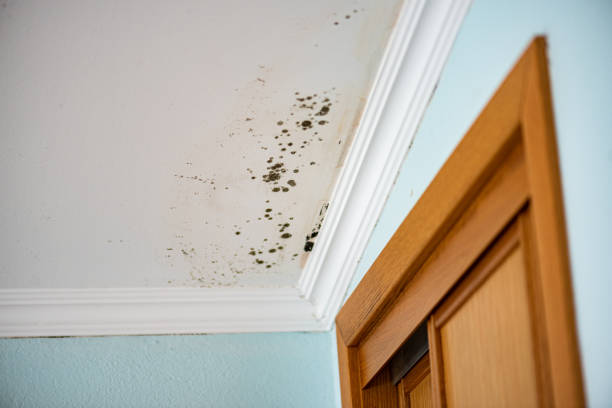 Best Emergency Mold Remediation in Panthersville, GA